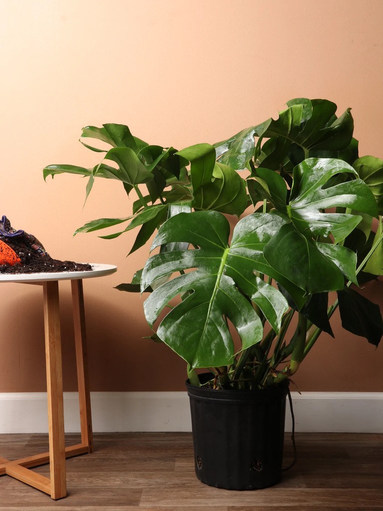 Best Artificial Plants For Home Best Artificial Plants For Home