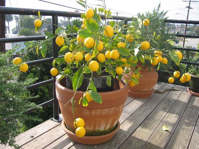 Best Artificial Plants For Home