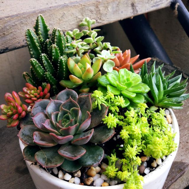 Best Artificial Plants For Home
