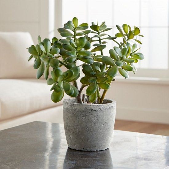Best Artificial Plants For Home