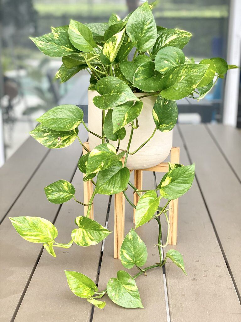 Best Artificial Plants For Home