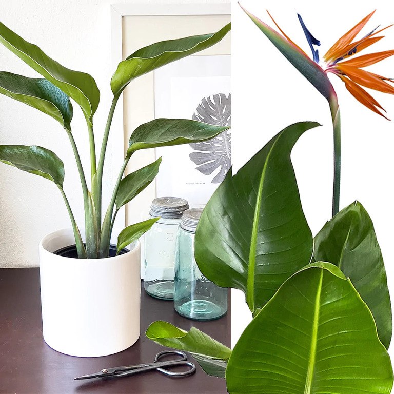 Best Artificial Plants For Home Best Artificial Plants For Home